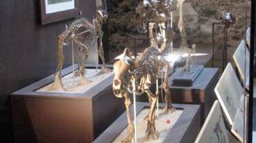Prédateurs de la Préhistoire  Les sangliers tueurs (1).JPG