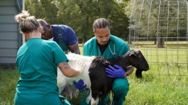 Critter Fixers  Vétos de choc - Panpan Montana (2).jpg