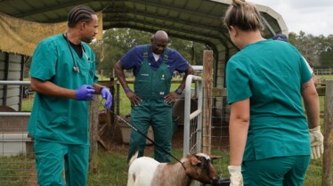 Critter Fixers  Vétos de choc - Panpan Montana (3).jpg