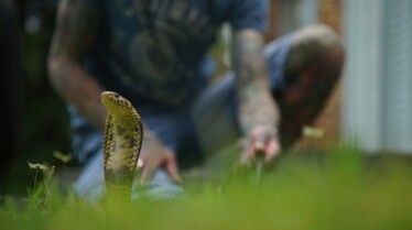 Snakes In The City  Un lit de serpents (3).jpg