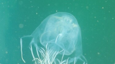 Top 10 des animaux  Armes meurtrières (1).JPG