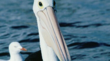 Top 10 des animaux  Armes meurtrières (2).JPG