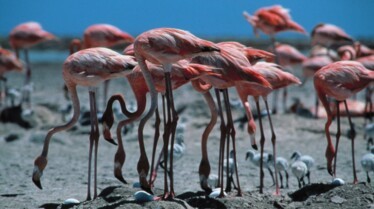 Top 10 des animaux  Armes meurtrières (3).JPG