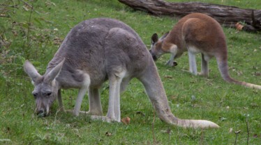 Une Saison au Zoo Episode 23 (1).jpg