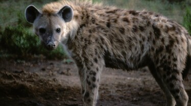 Top 10 des animaux  Odorants (2).JPG