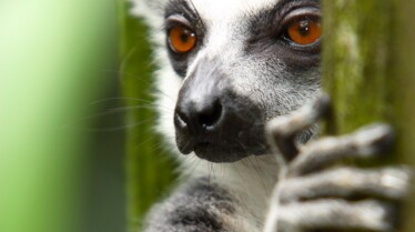 Top 10 des animaux  Odorants (3).JPG