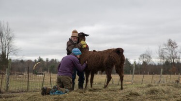 L'incroyable Dr Pol  Chacun son tour (3).jpg