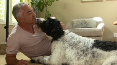 SOS Cesar  La reine de l'évasion (1).jpg