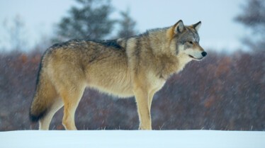 Mission spéciale  Les animaux du grand froid (1).jpg
