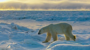 Mission spéciale  Les animaux du grand froid (3).jpg