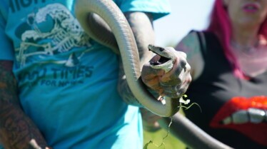 Snake In the city Tout feu tout flamme (2).jpg
