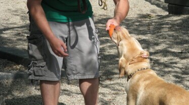 Festin de chien!  Des cailloux  (2).JPG