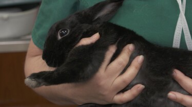 La clinique des animaux exotiques  Fractures à gogo (2).jpg