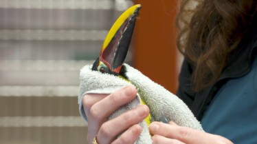 La clinique des animaux exotiques  Fractures à gogo (3).jpg
