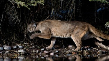 La revanche du cougar (1).JPG