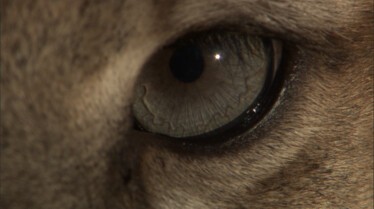 La revanche du cougar (2).JPG