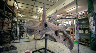 TheDinosaurHunter_Italy52.jpg