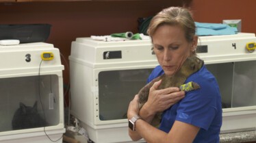 La clinique des animaux exotiques  Canard boiteux.jpg