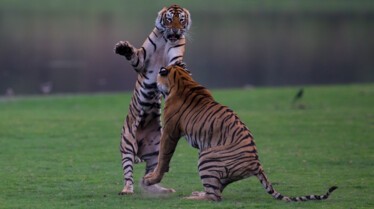 Le choc des tigres (2).jpg