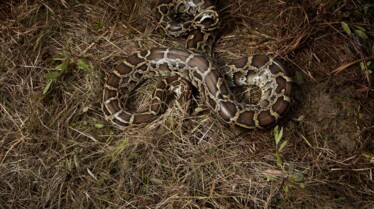 Chasseurs de pythons  L'anaconda de l'Amazone (3).JPG