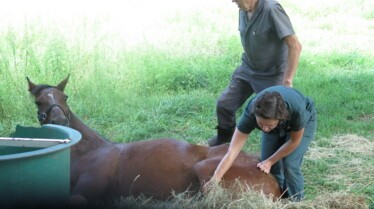 Incredible Dr. Pol (3).jpg