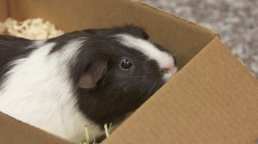 La clinique des animaux exotiques  La surprise du lapin de Pâques (1).jpg