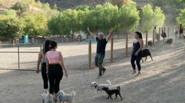 CesarMillan Meute aux abois (1).jpg