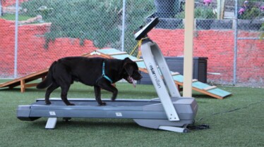 CesarMillan Meute aux abois (3).jpg