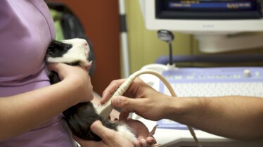 La clinique des animaux exotiques  Cocorico aïe ! (1).jpg