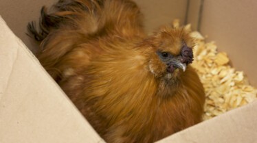 La clinique des animaux exotiques  Cocorico aïe ! (2).jpg