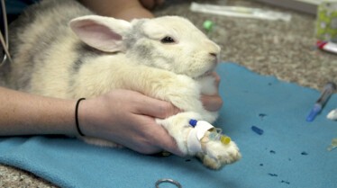 La clinique des animaux exotiques  Cocorico aïe ! (3).jpg