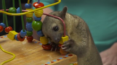 La clinique des animaux exotiques  Un furet glouton (1).jpg