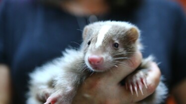 La clinique des animaux exotiques  Un furet glouton (2).jpg