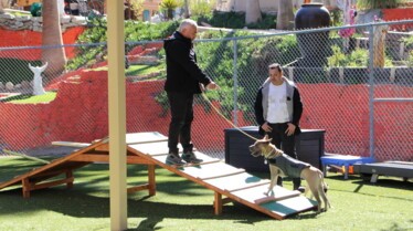 Cesar Millan  Tel maître, tel chien - Une patte devant l’autre (1).jpg