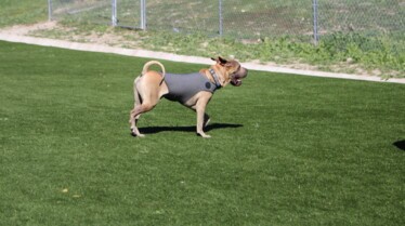 Cesar Millan  Tel maître, tel chien - Une patte devant l’autre (2).jpg