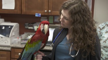La clinique des animaux exotiques  Maux de ventre suspects (1).jpg