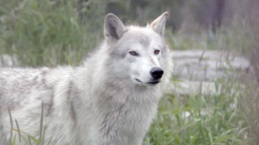 Michelle ou la vie sauvage  La loi du groupe (2).jpg