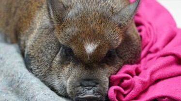 La clinique des animaux exotiques  Bienvenue à tous (2).jpg