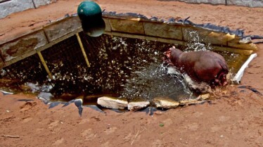 Ma vie est un zoo !  Envoyez l'hippopotame ! (2).JPG