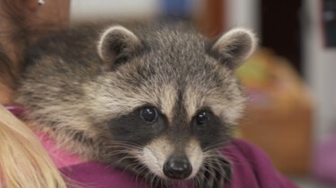 La clinique des animaux exotiques  Lapin pas malin (1).jpg