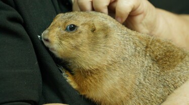 La clinique des animaux exotiques  Lapin pas malin (2).jpg