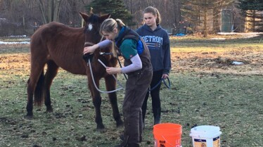 L'incroyable Dr Pol  Champ de bétail (2).jpg