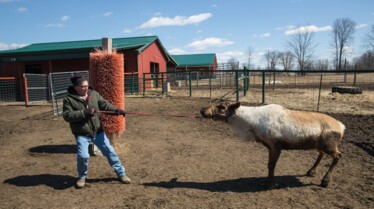 L'incroyable Dr Pol  Champ de bétail (3).jpg