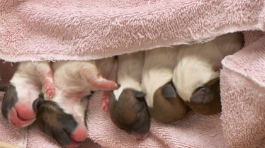 Pol et ses drôles de Dames (1).JPG