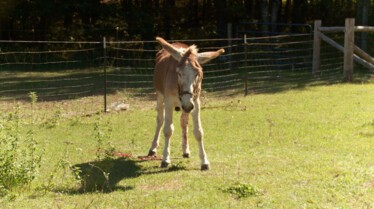 Pol et ses drôles de Dames (2).JPG
