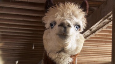 Pol et ses drôles de Dames (3).JPG