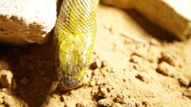 Un monde mortel  redoutables serpents de l’Indopacifique (1).jpg