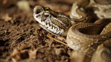 Un monde mortel  redoutables serpents de l’Indopacifique (2).jpg