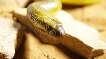 Un monde mortel  redoutables serpents de l’Indopacifique (3).jpg