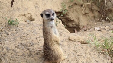 ZOO TAMPA Pourquoi est-elle si mêêê-chante  (2).jpg